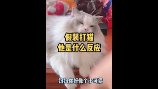 听说我说我家布偶猫脾气好你们不相信？假装打我家布偶猫他会是什么反应？#布偶猫 #宠物 #记录猫咪日常 #喵喵教