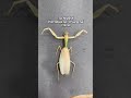 세계 최대 사마귀의 위엄 sp 치앙마이 사마귀 왕사마귀 사마귀표본 hierodula insects mantis