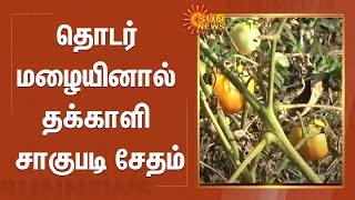 ஆத்தூர் அருகே தொடர் மழையினால் தக்காளி சாகுபடி சேதம் | Tomato Price Hike | Heavy Rains