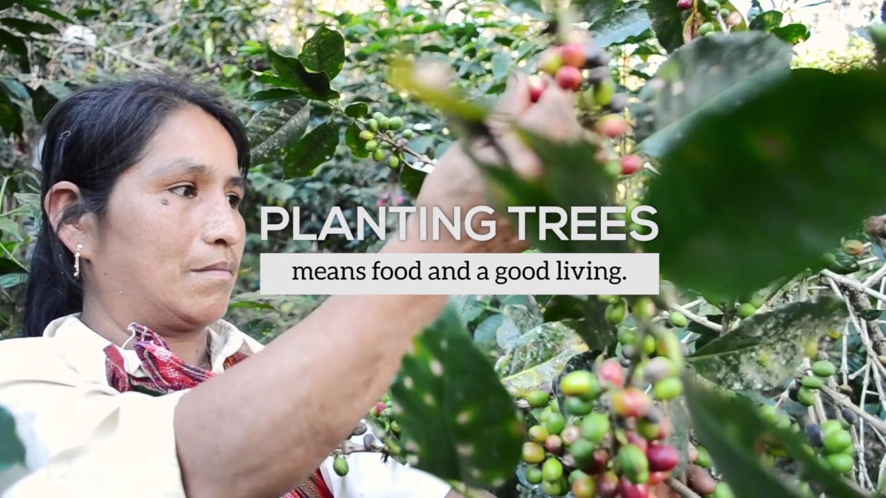 Arbor Day Foundation Vision Youtube
