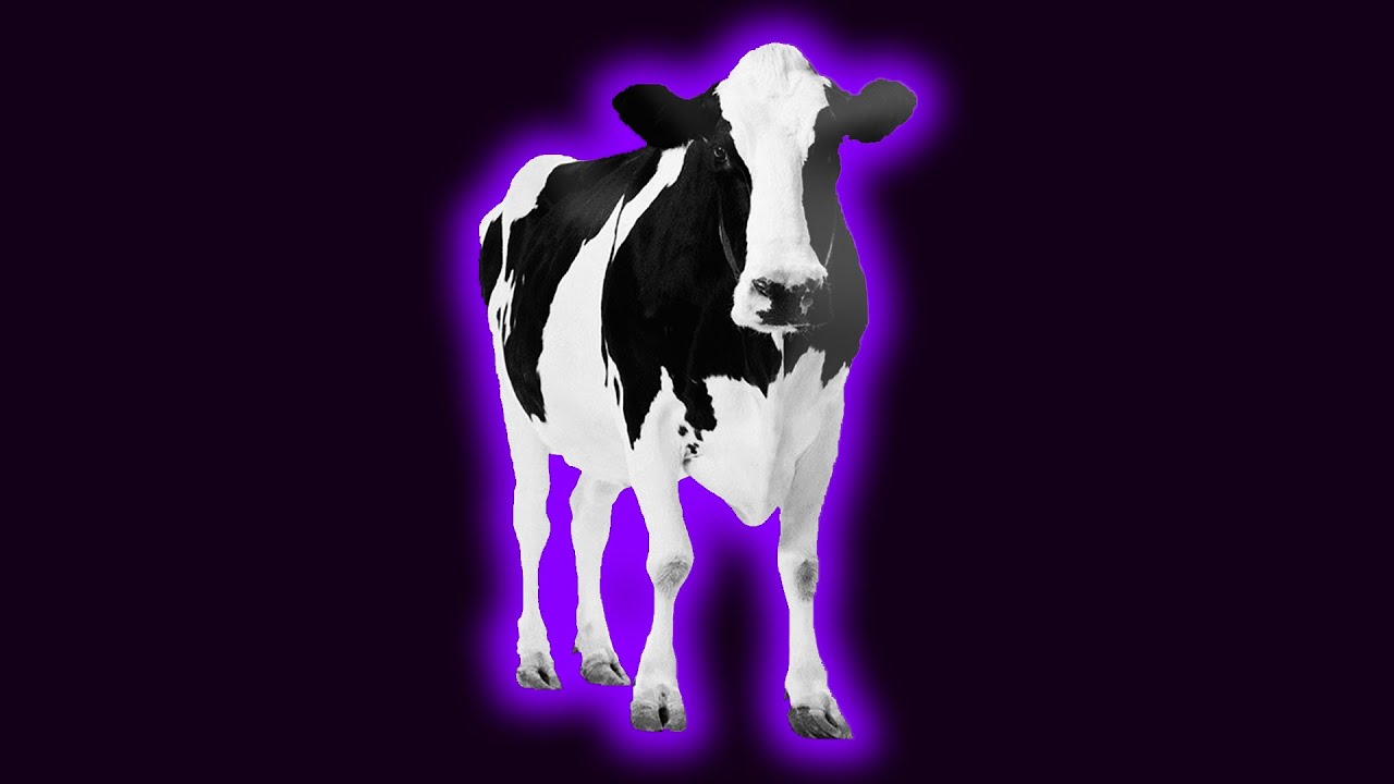 Cow "Moo" Sound Effects - YouTube