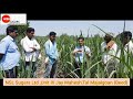 sustainable cane development project supercane nursery variety co 86032