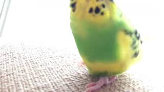 セキセイインコ   甘えた声