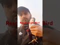 injured 🤕 bird 🕊️ rescue 😔 short birds