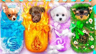 We Adopted Fire, Water, Air and Earth Dog! Chasing Magic Elements Pets