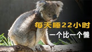 当愚蠢成为生存策略，这些懒到没边的生物，凭什么能活到现在？【猫is博士】