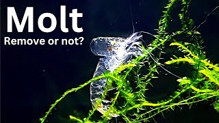 Why shrimp are molting (shedding skin)? Should you remove shrimp molt?