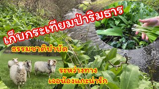 เก็บกระเทียมป่าล่าสุด 2023 เดนมาร์ก วิวริมธารสวยมากๆ Picking wild garlic