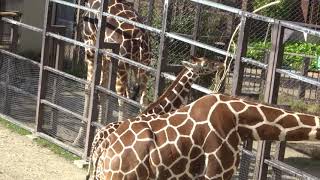 草を食べるキリンの子供　京都市動物園　Giraffe cub eating grass