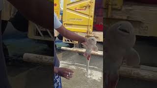 குரங்கு சுறா #fishing #video