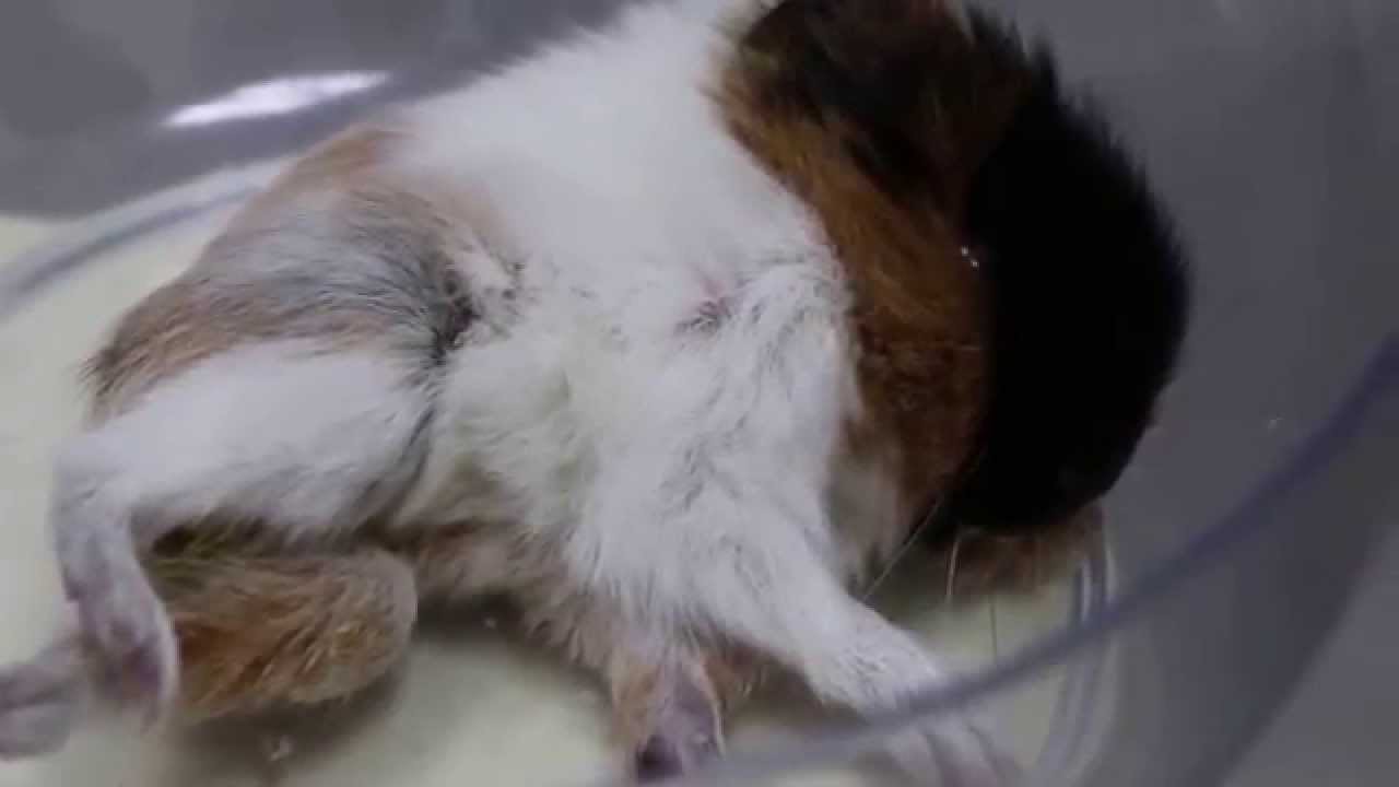 A One-week-old Guinea Pig Cannot Stand - YouTube