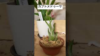 【エアプランツ】冬の間にひとまわり大きくなった【カプトメドゥーサ】