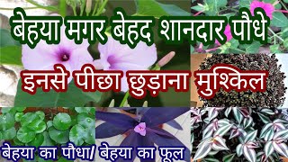 क्या आपके पास हैं ये 27+ बेहया पौधे/ Behaya plant/ Hardy plant/ permanent plant/Ipomea carnea