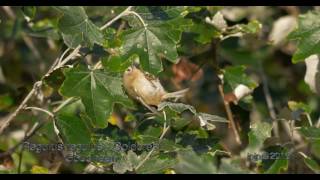 Regulus regulus - Goldcrest - Goudhaan