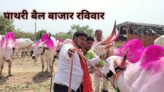 पाथरी बैल बाजार रविवार खिल्लार बैल बाजार लाईव्ह 🛑🐂 Pathari Bail Bajar Khillar