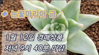 1월12일 경매!! 어떤아이들이 있은까요~^^