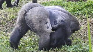 Tayari mom neck clips branches. Djeeco dad Jabali son PDA warm。Gorilla D'jeeco family 20220110 1500