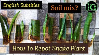 Passionate Gardener Sathya - How To Repot Snake Plant With perfect Soil Mix || மண் கலவை (Tamil)