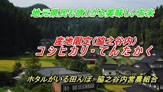 地元の人も欲しがる美味しいお米・富山県産氷見米（脇之谷内）コシヒカリ・てんたかく