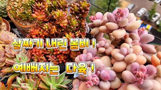 [우리집베란다] 다육이 노숙 방법 #고층아파트 걸이대 #덮개없이 키우기