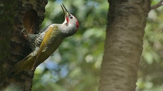 アオゲラ【Japanese Green Woodpecker】の雄。April 1,2018