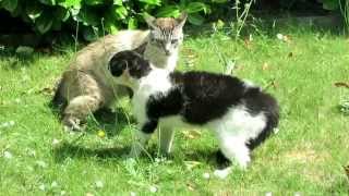 🇫🇷   FIGHTING CATS / bagarre de chats