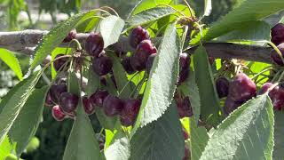 overview of cherry fruit plant - Prunus avium |  What does a cherry tree look like?