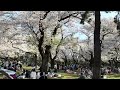 小金井公園（４月７日）桜も人も満開🌸