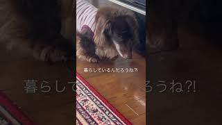 ランの日常の一コマ #ハイシニア犬 #老犬介護 #シニア犬との暮らし  #ミニチュアダックスフンド #高齢犬 #dog