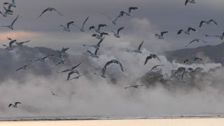 (4K)紐西蘭羅托魯阿湖地熱奇觀 Geothermal Lakes- Rotorua.Millennium Hotel Rotorua 4K Lutra HD