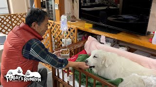 おやつと勘違いして拒否したドライフードをうっかり食べたルンルンです　Great Pyrenees　グレートピレニーズ