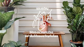 ปักกิ่งดี Packkingdee | ของขวัญ ต้นไม้มงคล