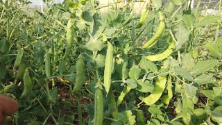 Bezelyede Verimi On Katına Çıkardık , We Increased Yield Ten-fold in Peas