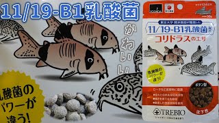 【餌】イラストがかわいい！乳酸菌配合のエサは、匂いが独特だった 吉田飼料 11/19-B1乳酸菌配合コリドラスのエサ【ふぶきテトラ】