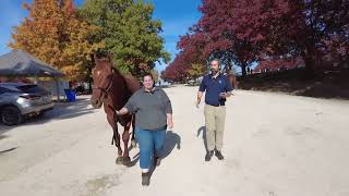 Finnick the Fierce Takes on the Thoroughbred Makeover