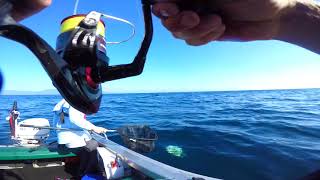 Striped Trumpeter, Tasmania East Coast, KMAN FISHING