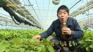 [전국시대]160425(월) 양구는 곰취천국, 익스트림 레포츠, 은빛청춘 몸짱부부 (외2)