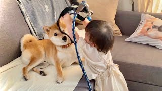 なにがなんでも柴犬兄さんと散歩に行きたがる1歳娘