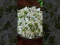 മാറ്റർ പുലാവ് veg pulao recipe പീസ് പുലാവ് റെസിപ്പി ഷോർട്ട്സ് മാറ്റർപുലാവ് പീസ്പുലാവ്