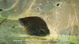 【中國原生魚】干涸水坑野采捞鱼