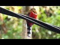 red headed trogon in malaysia