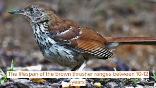 Amaze-wing Facts About The Brown Thrasher For Kids