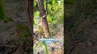 Guava in 6 months old plant #agriculture #farmlife #guavafarming