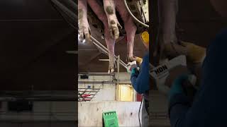 How to Keep Pig Hooves in Top Shape #epicfarm #epicmamachinery #withme