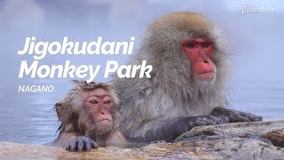 Jigokudani Monkey Park, Nagano | Japan Travel Guide