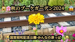 🙀💐秋のブーケガーデン2024・みんなの原っぱ😱国営昭和記念公園🤣(15m45s)😹#ヒーリング#Healing #riokazumi #日めくりピアノ語り