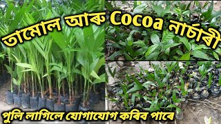 তামোল আৰু Cocoaৰ এখন সুন্দৰ নাৰ্চাৰী । Betel nut farming in assam | cocoa farming in assam