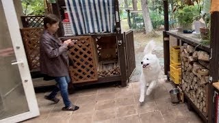 お出かけで嬉しくて荒ぶるルンルン　Great Pyrenees　グレートピレニーズ