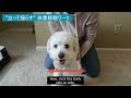 【老犬の前庭疾患・歩行困難】緩和ケアとボディ・ワーク how to help older dogs with vestibular and or mobility issues