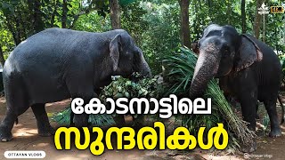 കോടനാട്ടിലെ സുന്ദരികൾ I Kodanad Elephant's #aana #kodanad